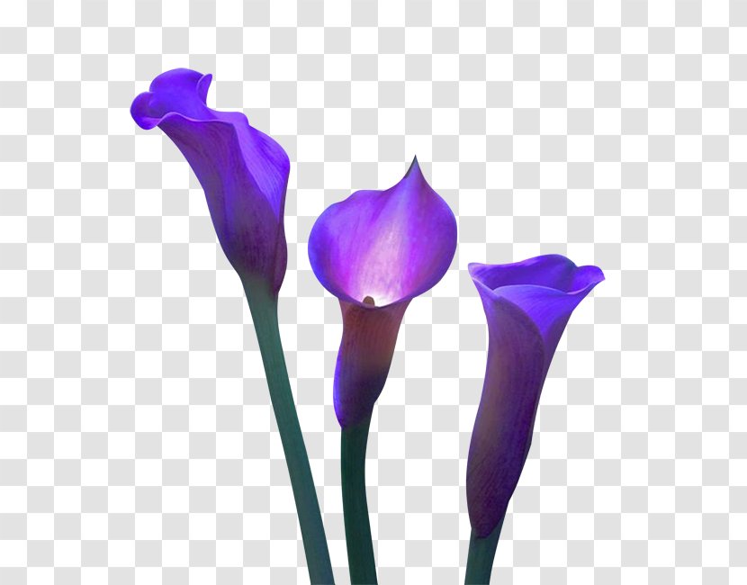 Cut Flowers Violet Plant Calla - Flower Transparent PNG