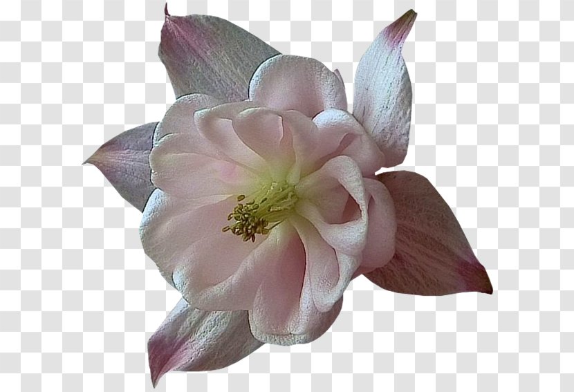 Blog Ne Boude Pas Skyrock - Magnolia - Pearl Flower Transparent PNG
