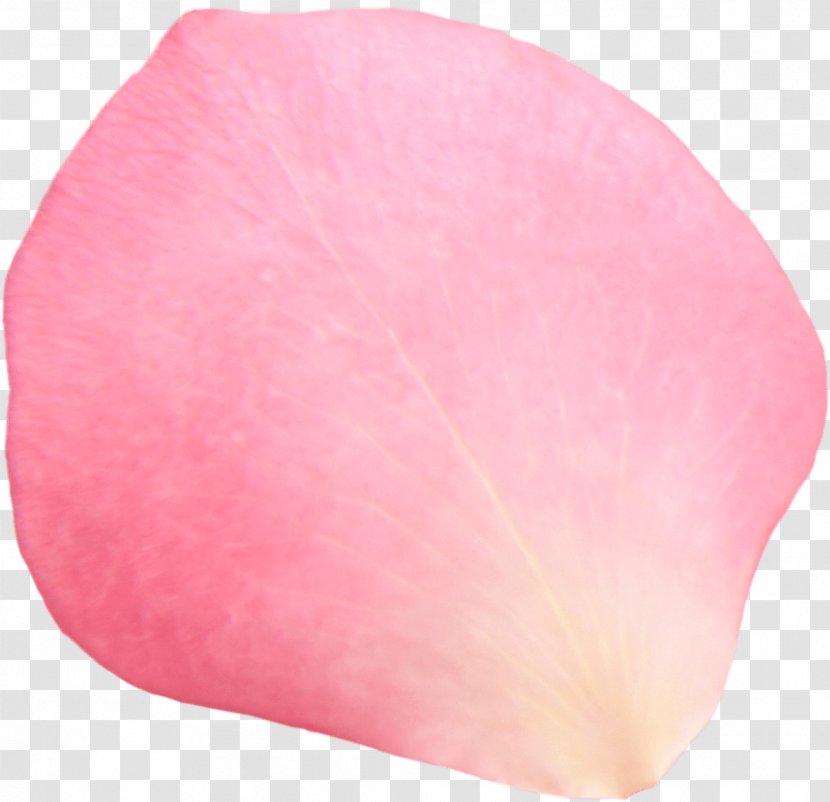 Petal Pink Beach Rose Clip Art - Flower Transparent PNG