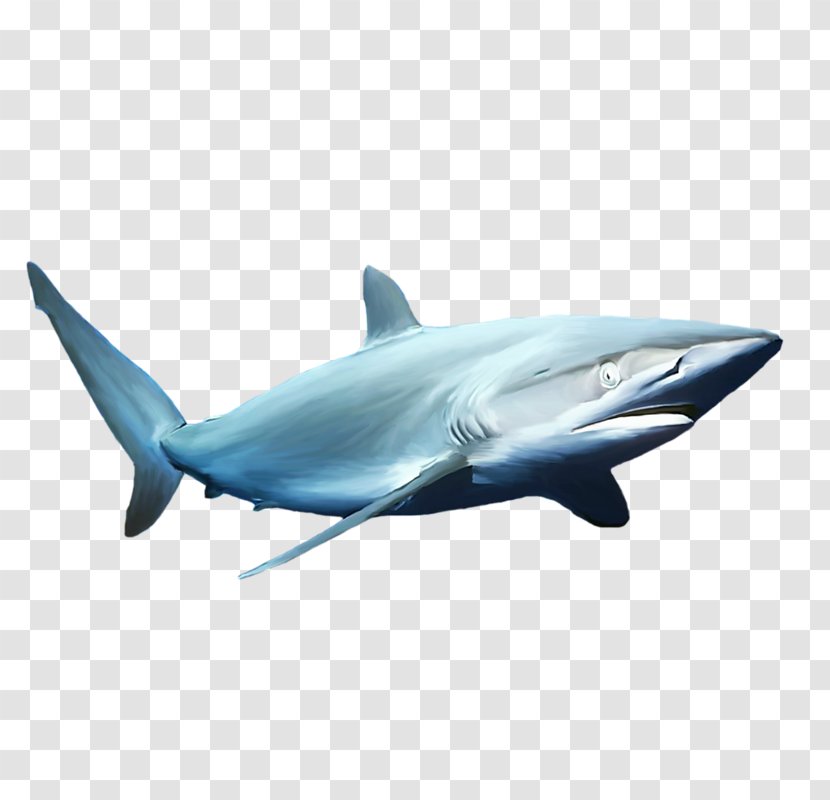 Great White Shark Blue Common Bottlenose Dolphin Fin Soup Mackerel Sharks - Skeleton Transparent PNG