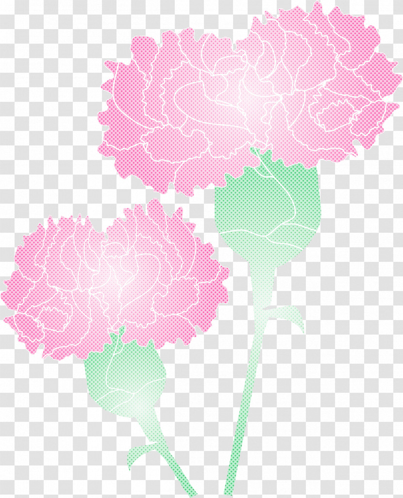 Mothers Day Carnation Mothers Day Flower Transparent PNG