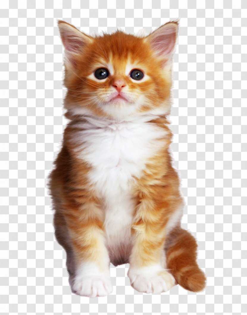 Bengal Cat Kitten Online Chat Pet - Paw Transparent PNG