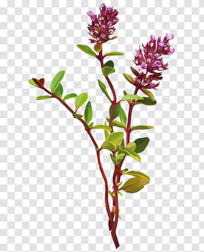Embryophyta Flowering Plant Cut Flowers Stem Calluna - Nahrung - Medicago Transparent PNG