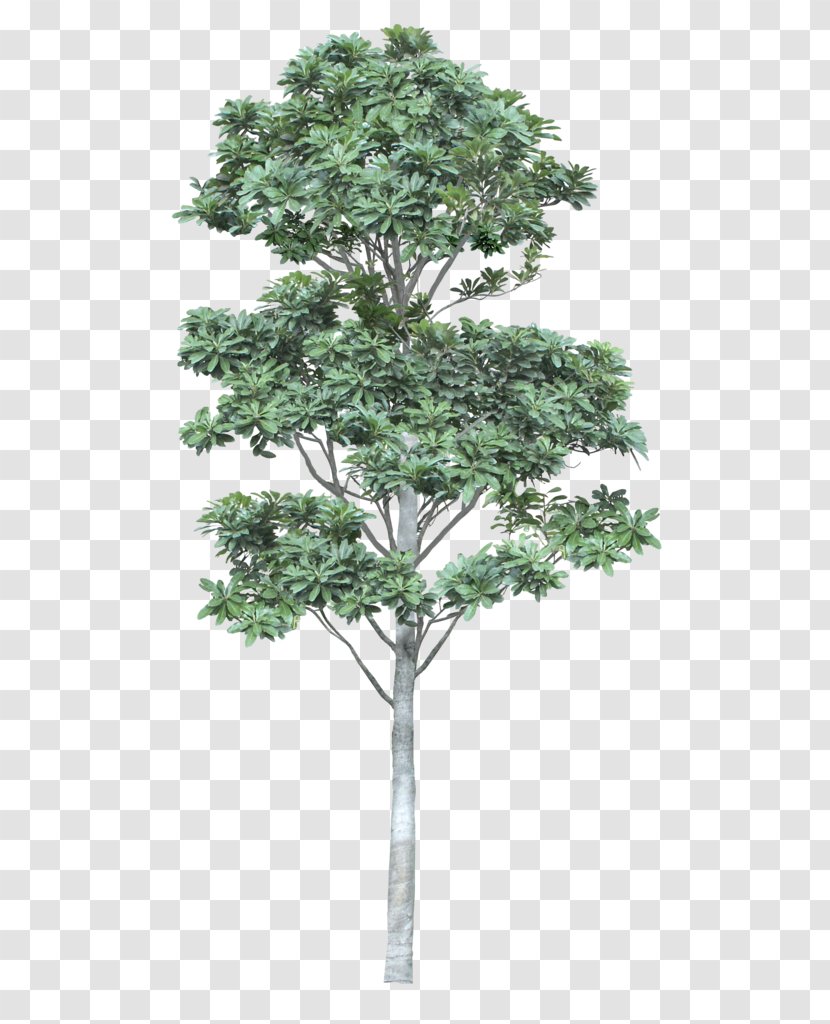 Tree Architecture - Shape Transparent PNG