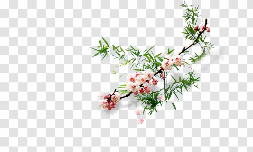 Flower Plum Blossom - Apricot Transparent PNG
