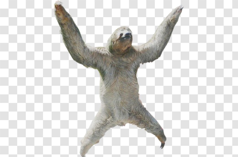 Hoffmann's Two-toed Sloth Portable Network Graphics Clip Art Image - Layers - International Day Transparent PNG