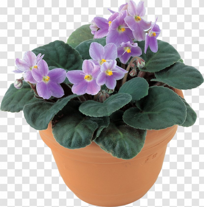 Matthiola Incana Flower Color Violet Green - Petal Transparent PNG