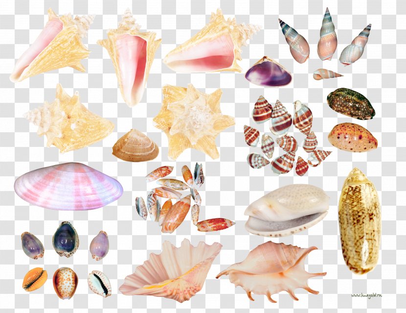 Seashell Conch Clip Art - Conchology - Creative Scallops Collection Transparent PNG
