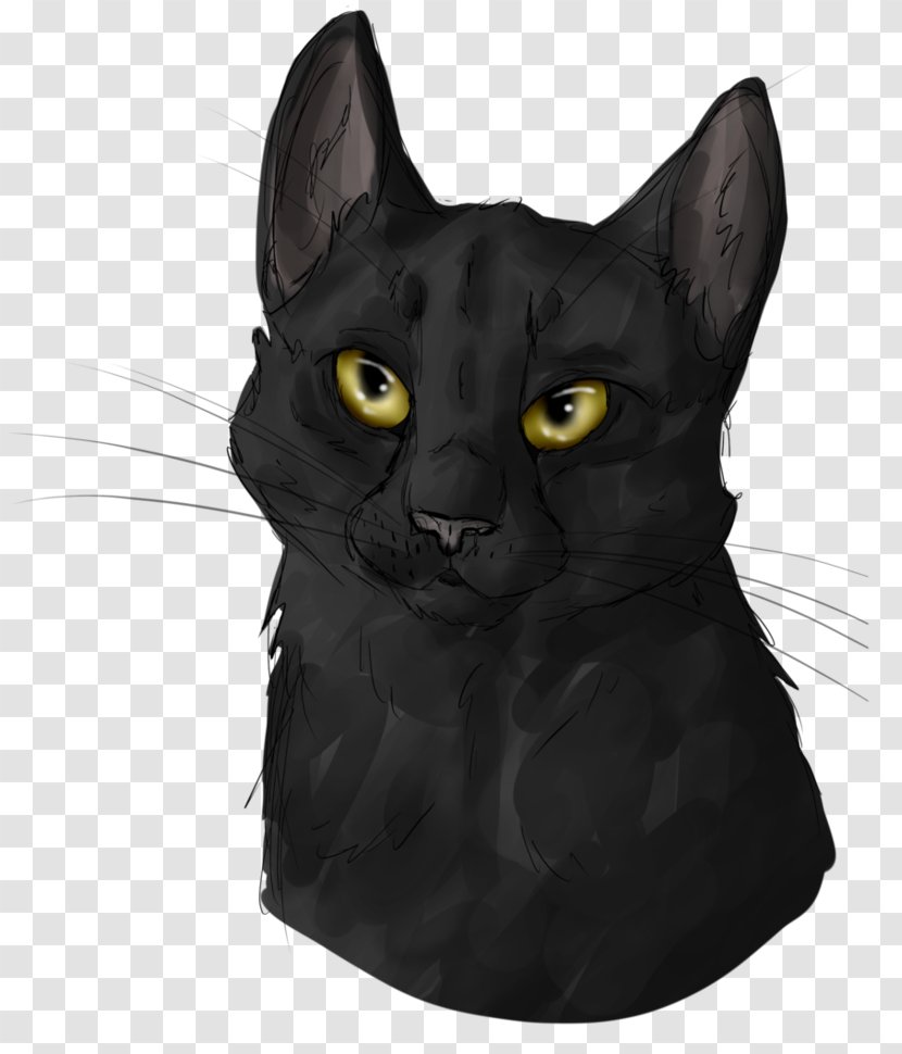 Korat Chartreux American Wirehair Havana Brown Domestic Short-haired Cat - Asian - Black Portrait Transparent PNG