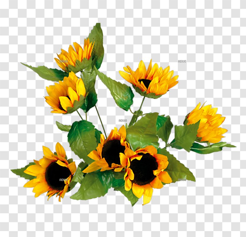 Common Sunflower Yellow Floral Design Autumn - Flower - Flowers Backgrounds Transparent PNG
