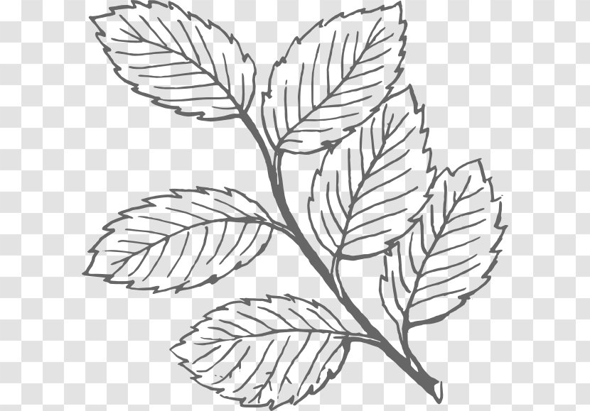 Drawing Clip Art - Leaf Transparent PNG