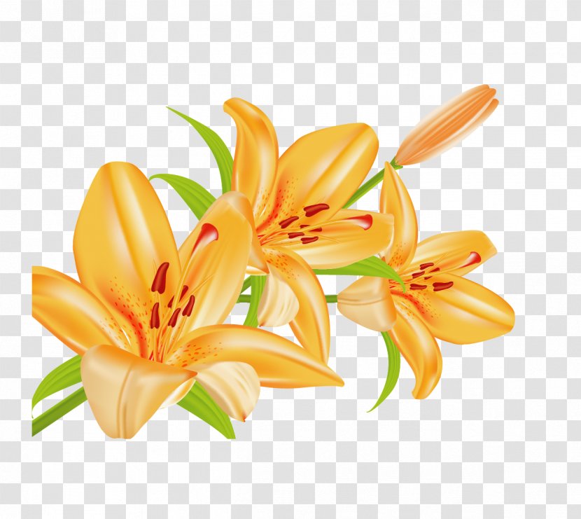 Lilium Bulbiferum Euclidean Vector Download - Flower - Lily Transparent PNG