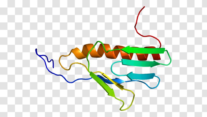 Ribosome Ribosomal Protein Gene Biosynthesis - Tree - Heart Transparent PNG