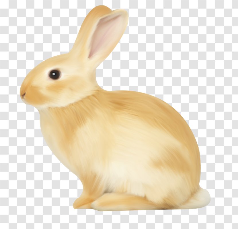 Domestic Rabbit Hare - Fauna - Cute Little Bunny Transparent PNG