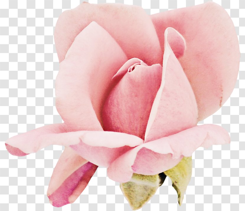 Garden Roses Cabbage Rose Cut Flowers Petal Pink M - Order - Peach Transparent PNG