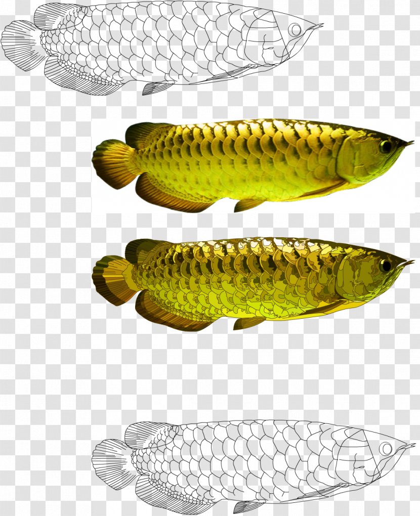 Spoon Lure Perch Asian Arowana - Bony Fish - Trump Dabbing Vector Transparent PNG