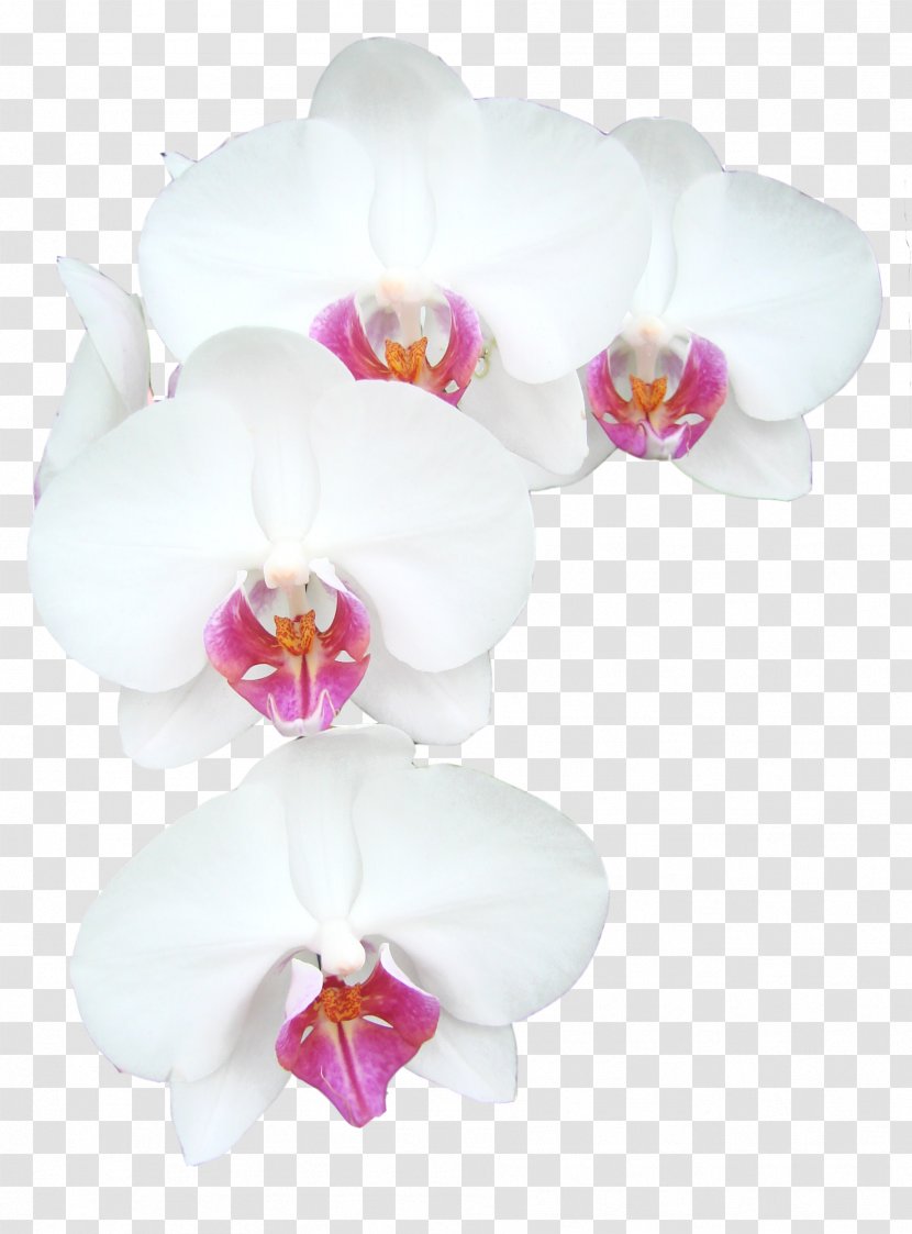 Flower Bouquet Nosegay - Orchid - Image Of Flowers Picture Material Transparent PNG