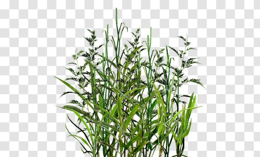 Herbaceous Plant Clip Art - Grass - Herb Transparent PNG