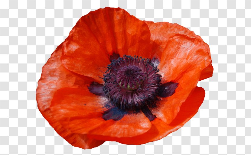 Common Poppy Poetry Flower - Annual Plant - Flowers Transparent PNG