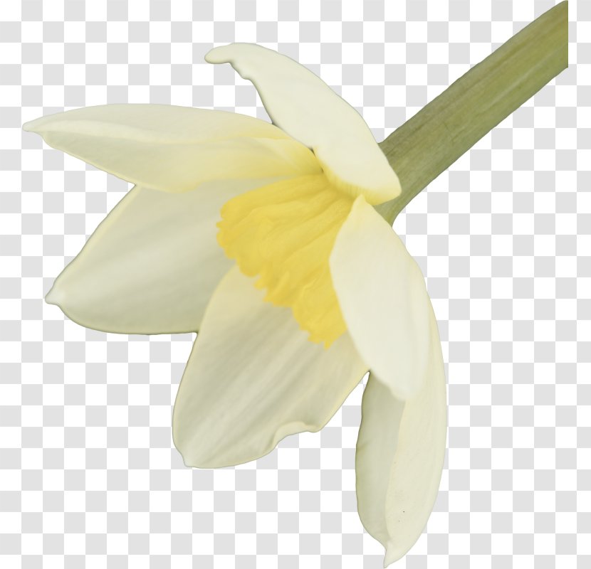 Calas Narcissus Moth Orchids Snowdrop - Yellow Transparent PNG