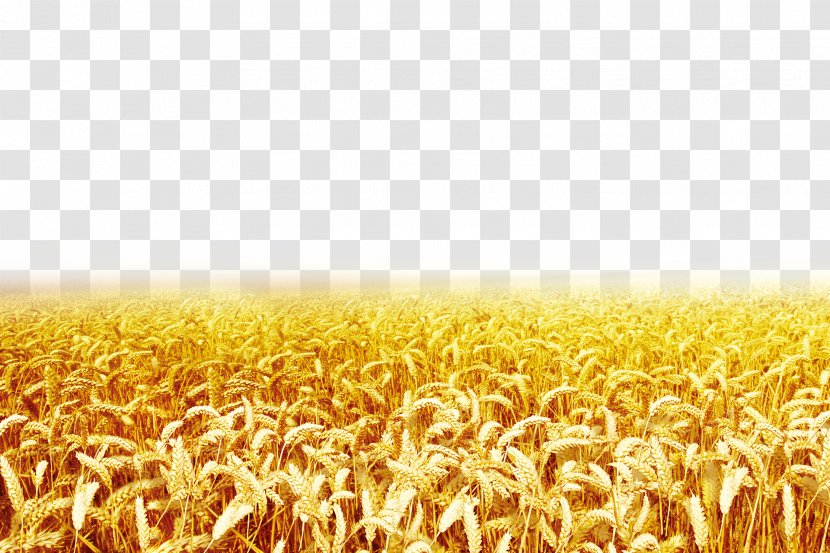 Wheat Clip Art - Cereal Transparent PNG