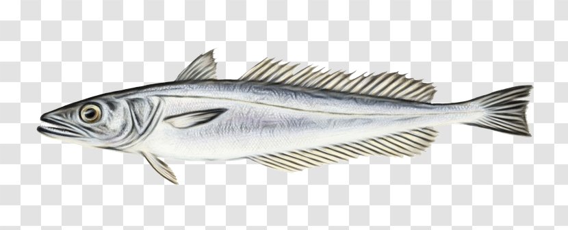 Fish Products Albacore Striper Bass - Oily Transparent PNG
