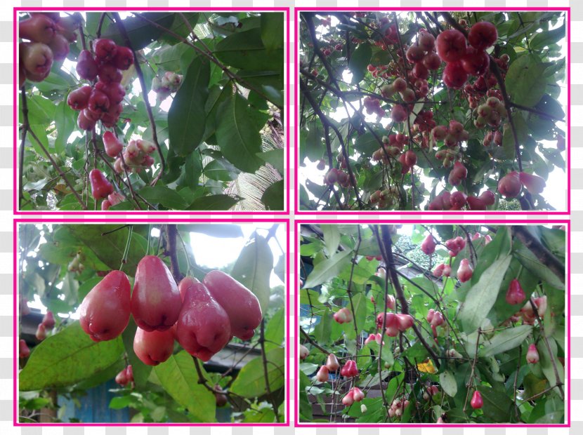 Malay Apple Subshrub Syzygium - Pokok Transparent PNG