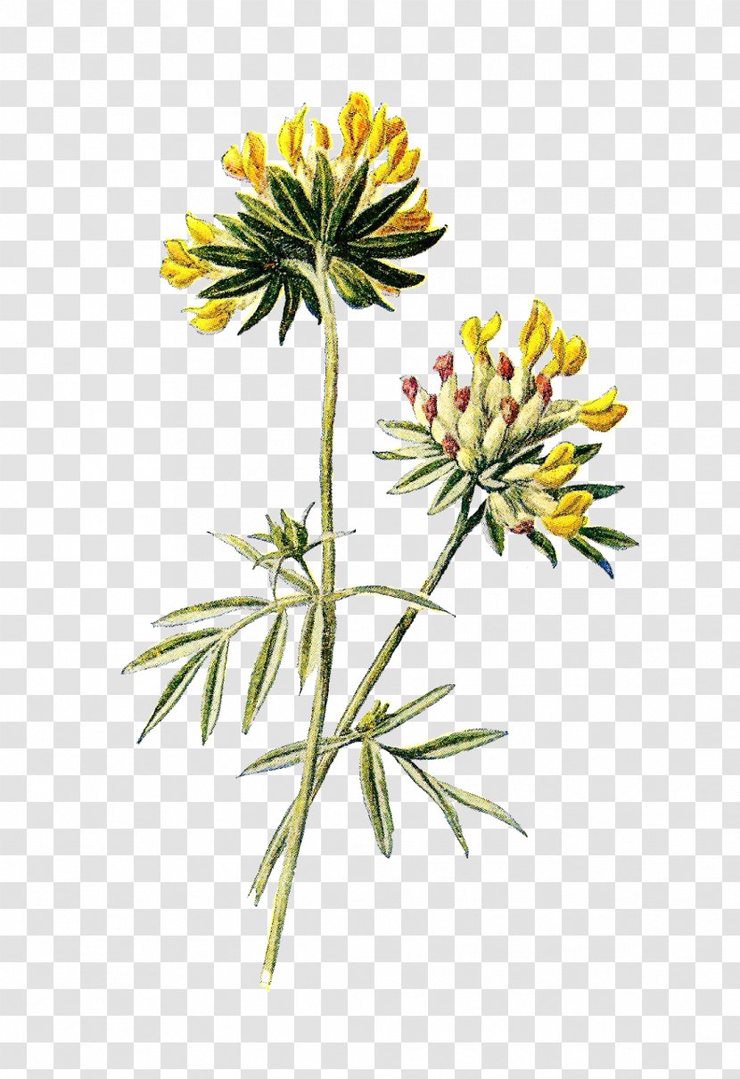 Wildflower Botany - Kidney Transparent PNG