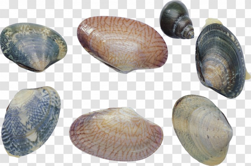 Cockle Shellfish Clam Mussel Sea Snail - Macoma - Seashell Transparent PNG