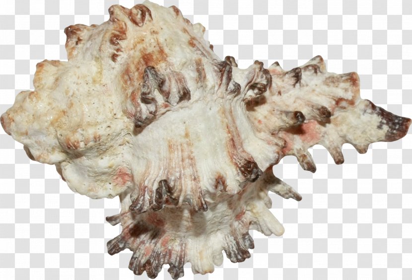 Seashell Conchology Jaw - Creative Brown Conch Transparent PNG
