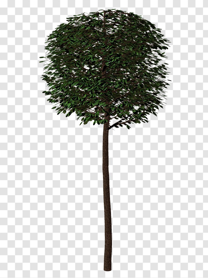 Branch Shrub Tree Arecaceae Plant Transparent PNG