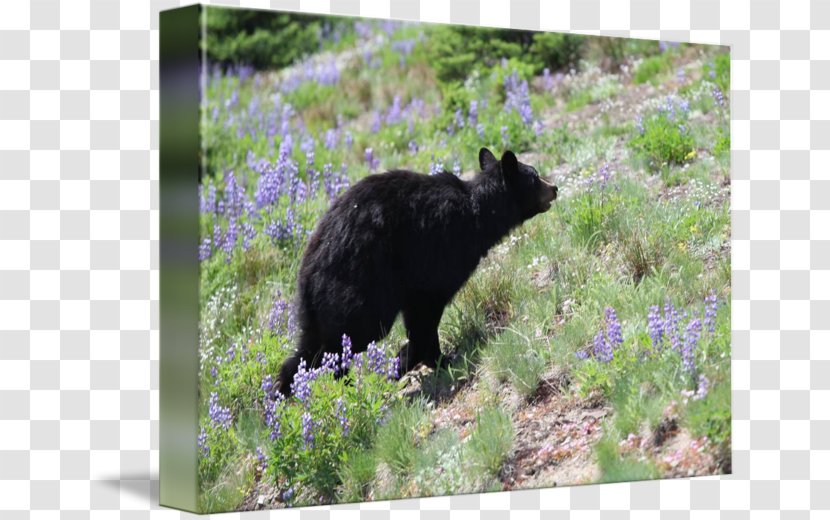 American Black Bear Fauna Wildlife - Grass Transparent PNG