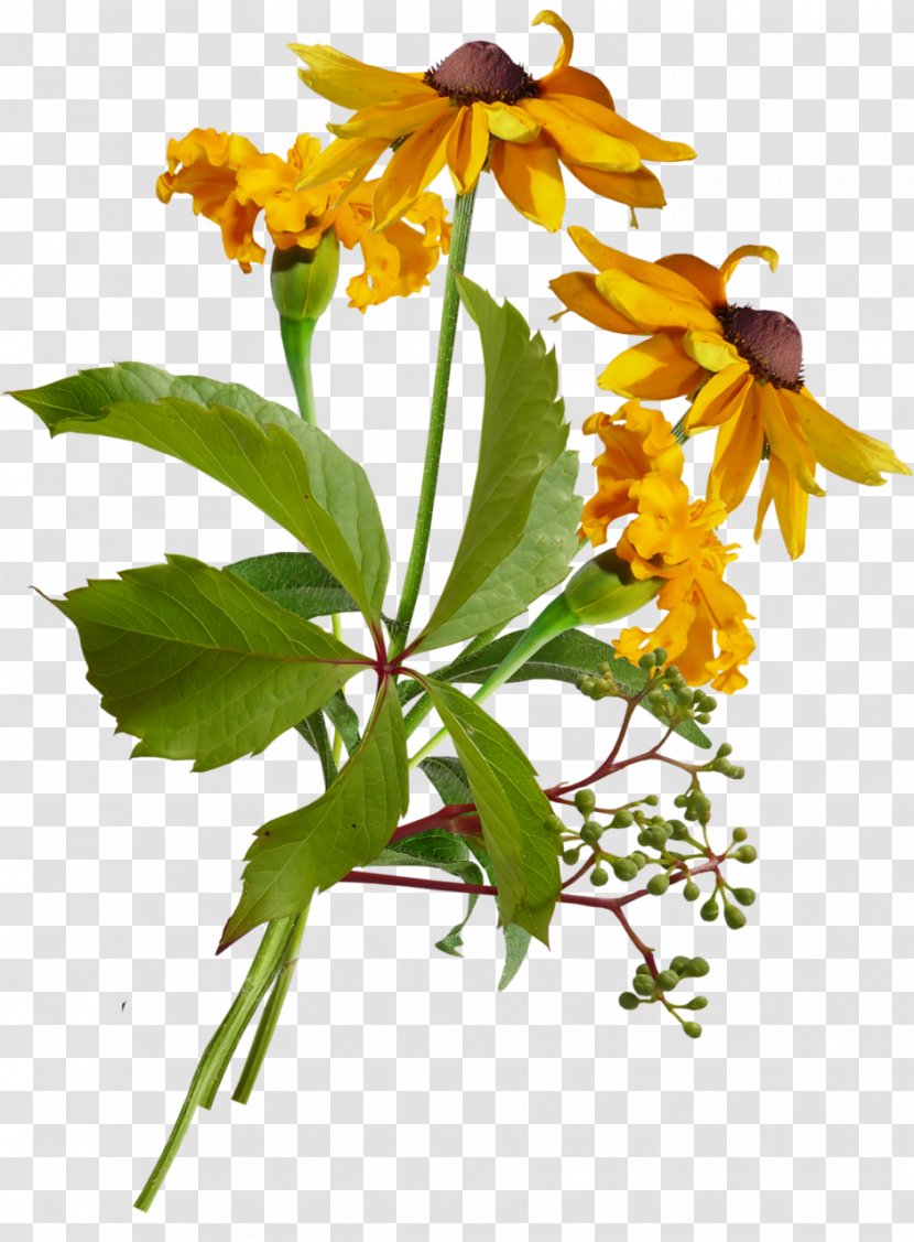 Plant Stem Flowering Herbaceous Wildflower Transparent PNG
