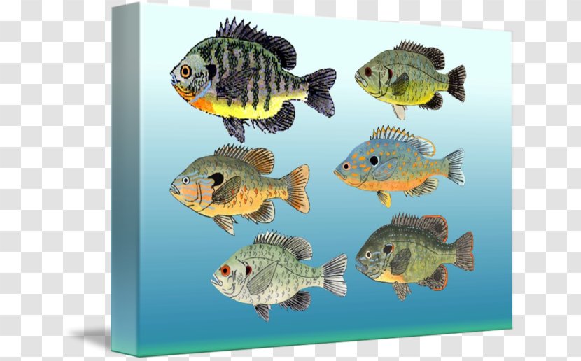 Aquariums Gallery Wrap Marine Biology Coral Reef Fish Freshwater - Organism - Patricia Nolanbrown Transparent PNG