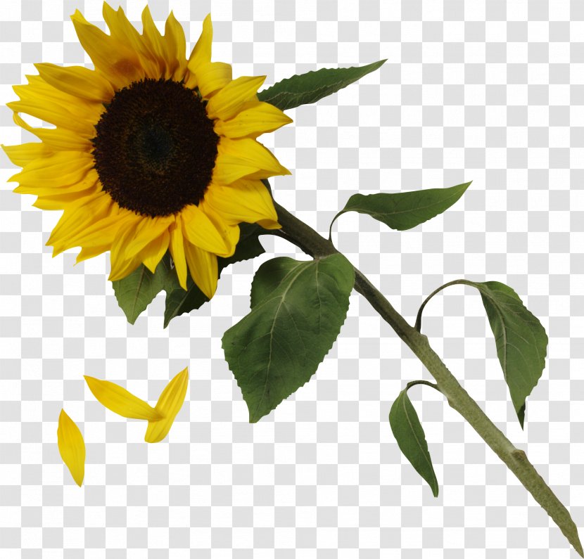 Common Sunflower Clip Art - Plant Transparent PNG