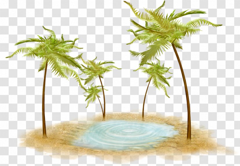 Coconut Tree Desktop Wallpaper Fallait Pas - Overlooking The Flowering Transparent PNG