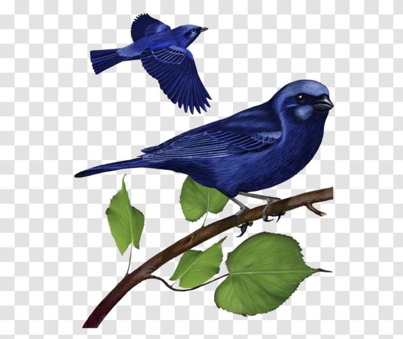 Clip Art Image Bird Free Content - Purple Martin Transparent PNG