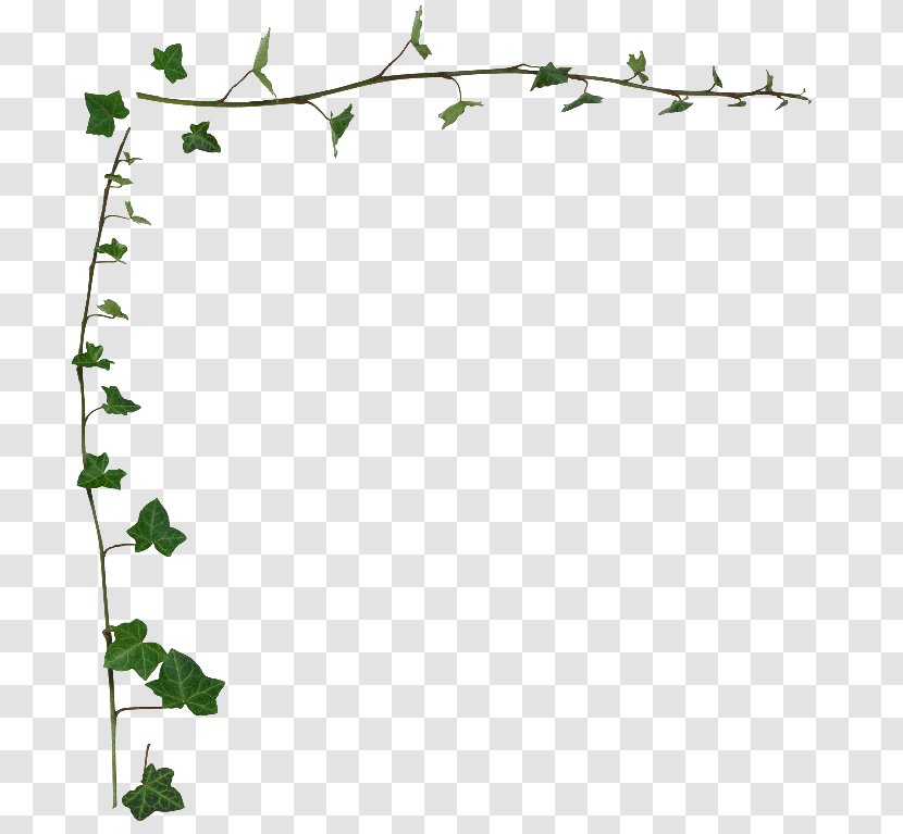 Common Ivy Vine Desktop Wallpaper Stock Photography Clip Art - Floral Design - Leaf Border Transparent PNG