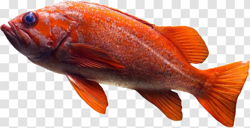 Duck Northern Red Snapper Fish Products Eating - Cartoon - Raw Seafood Transparent PNG