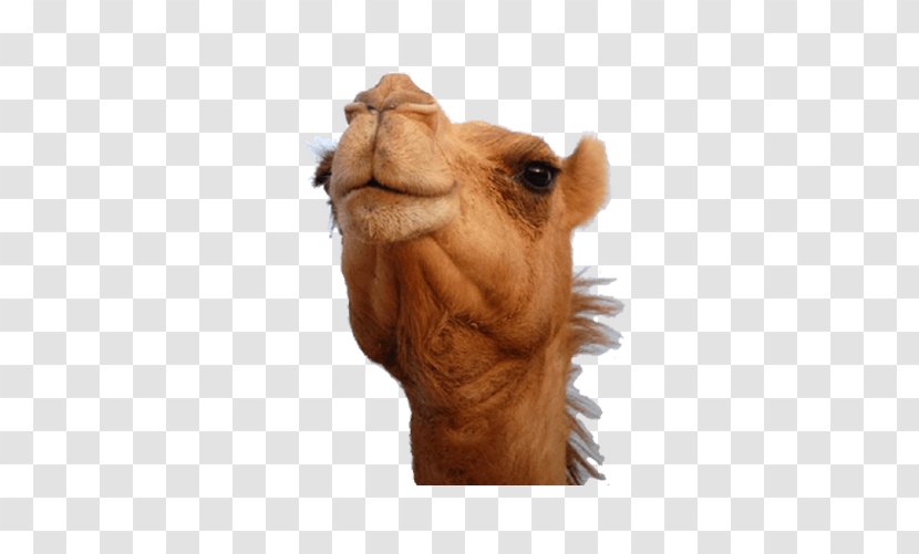 Bactrian Camel Dromedary Australian Feral Face Desert - Eventoed Ungulate - Young Head Transparent PNG
