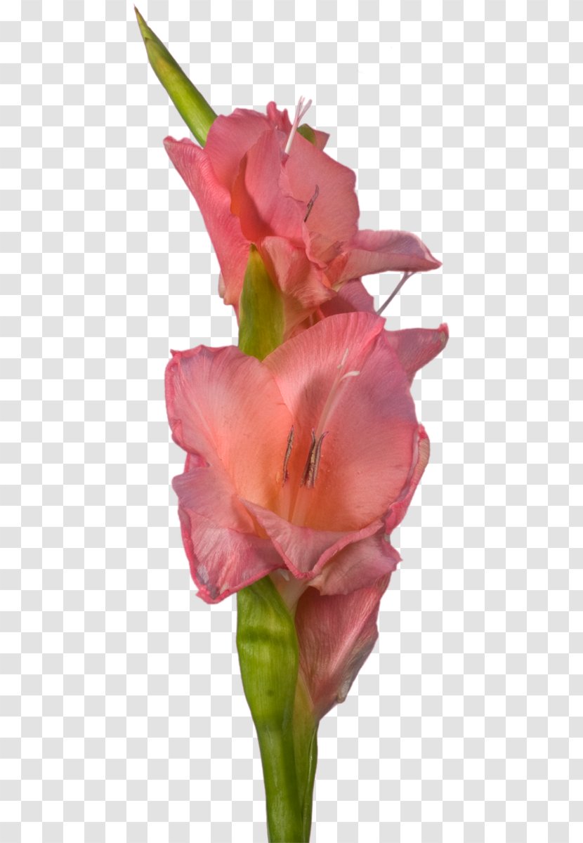 Gladiolus Cut Flowers Indian Shot Canna Rose Family - Pink M Transparent PNG