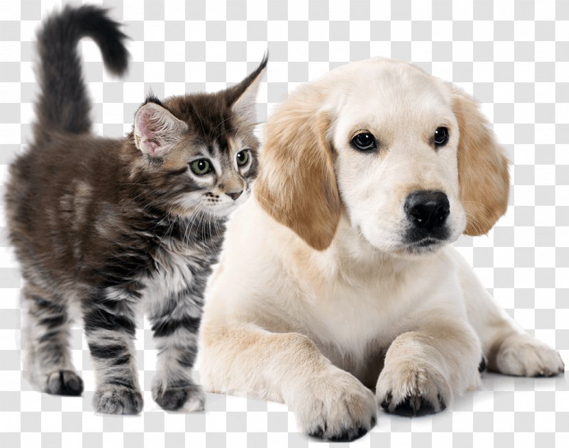 Golden Retriever Puppy Cat Whiskers Dog Breed Transparent PNG