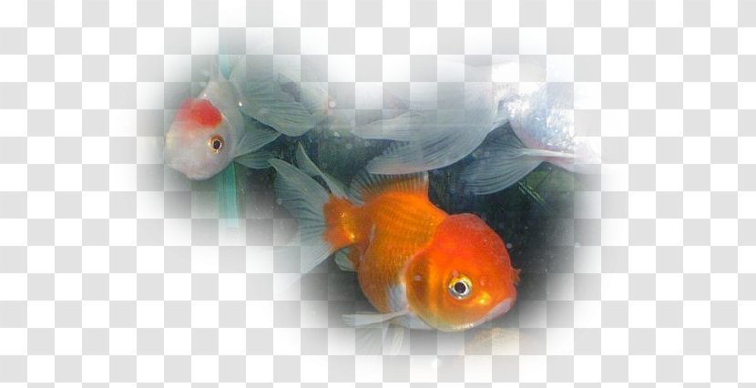 Goldfish Siamese Fighting Fish Ornamental Freshwater - Fresh Water Transparent PNG