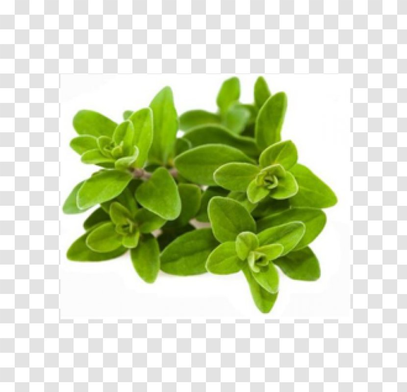Marjoram Oregano Herb Food Vegetable - Fresh Leaves Transparent PNG