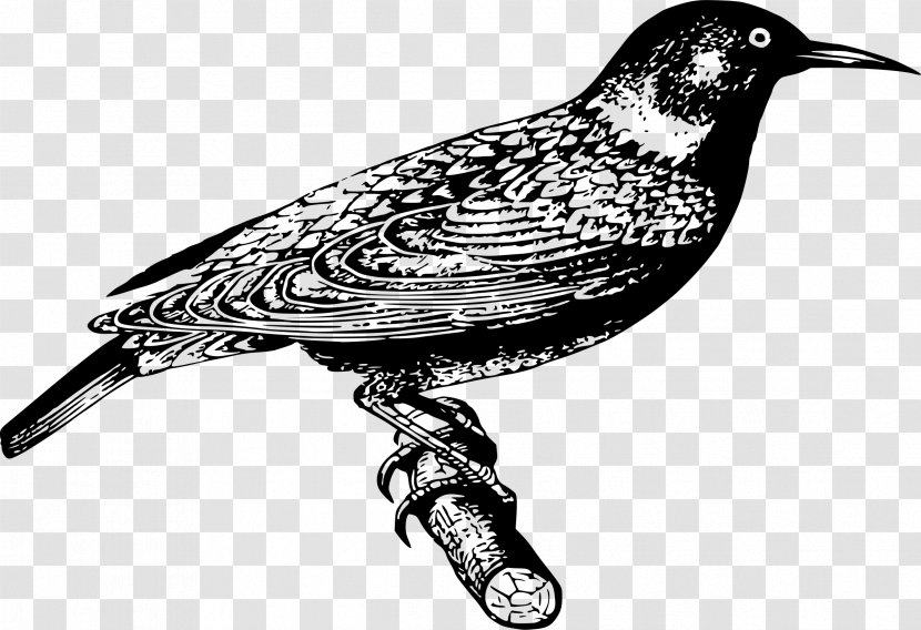 Common Starling Bird Clip Art Transparent PNG