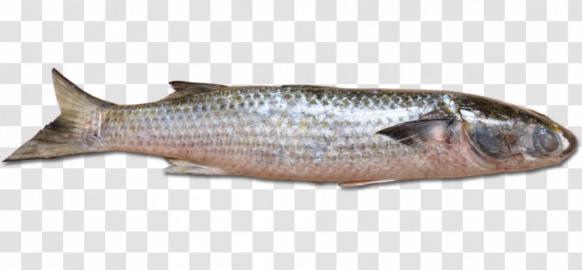 Sardine Fish Products Pagrus Major Flathead Grey Mullet - Group Transparent PNG