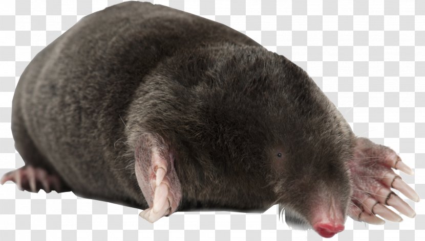 European Mole Moles Royalty-free Stock Photography Stock.xchng - Royaltyfree - Awww Graphic Transparent PNG