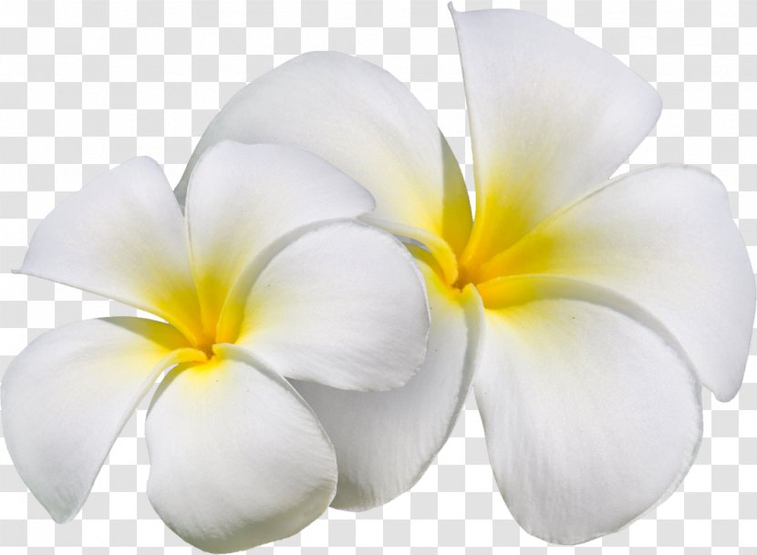 Flower Art Petal Clip - Silhouette - Exotic Transparent PNG