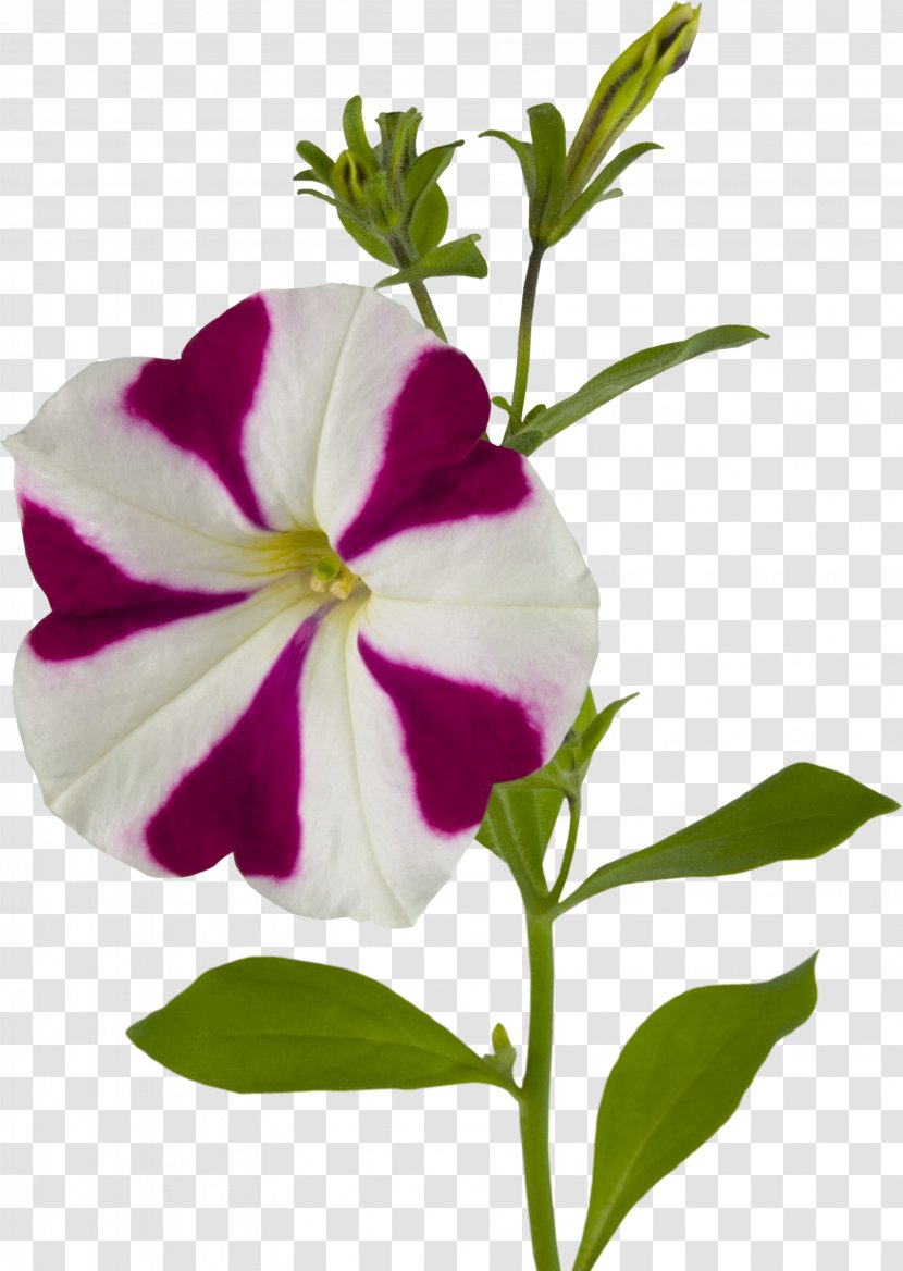 Flower Ipomoea Nil Download - Plant - Glory Transparent PNG