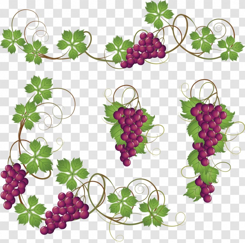 Common Grape Vine Clip Art - Grapevines - Grapes Transparent PNG
